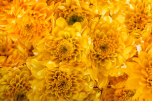 Closeup of chrysanthemum textured background